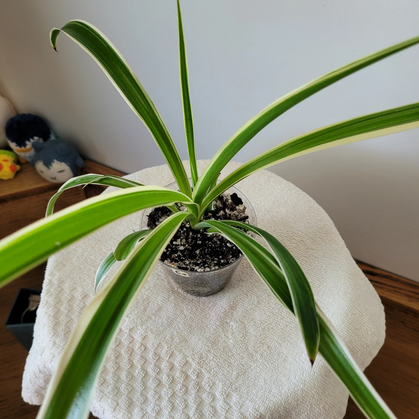 Small Spider Plants - photo 4
