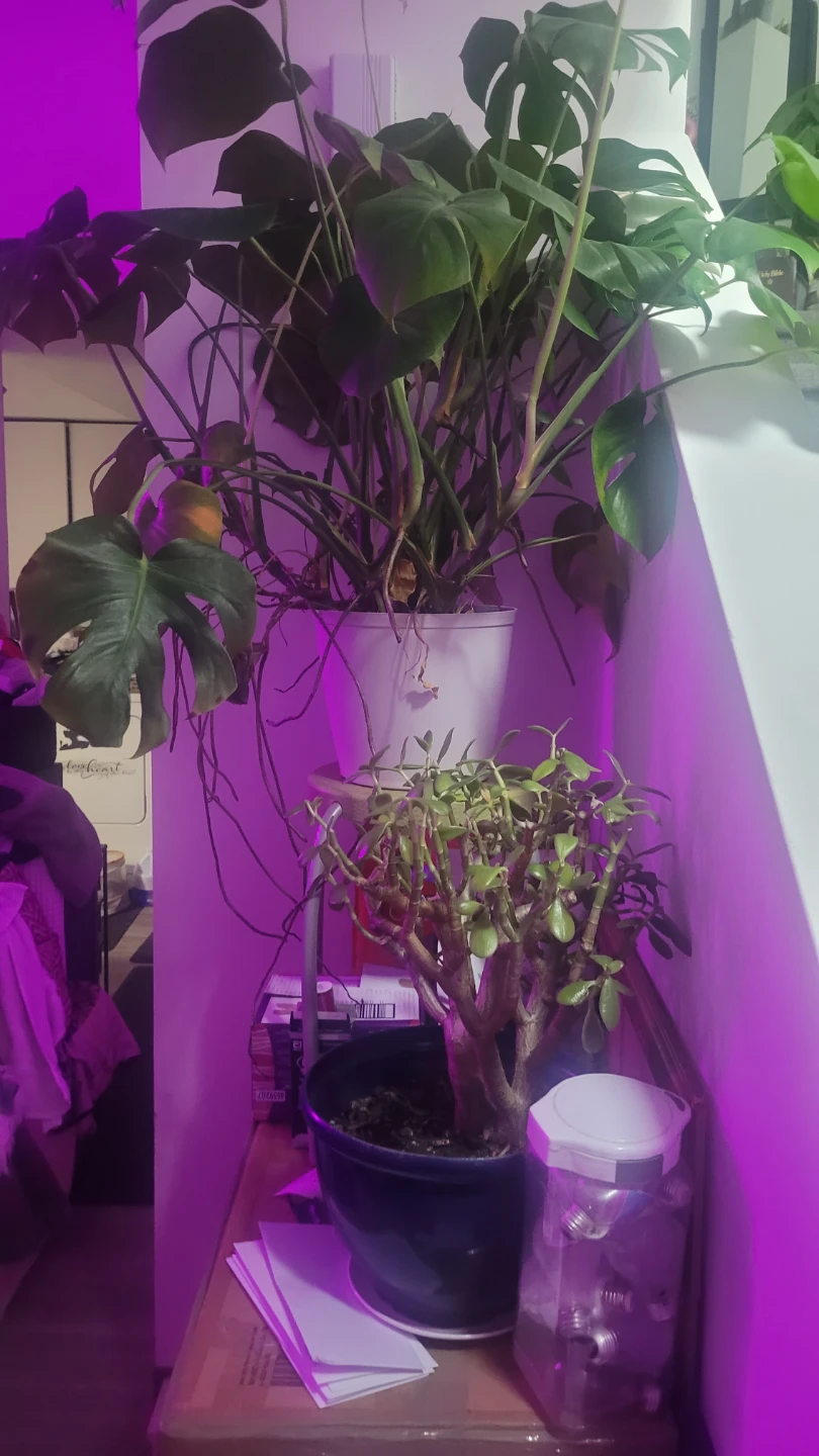 Jade Plant