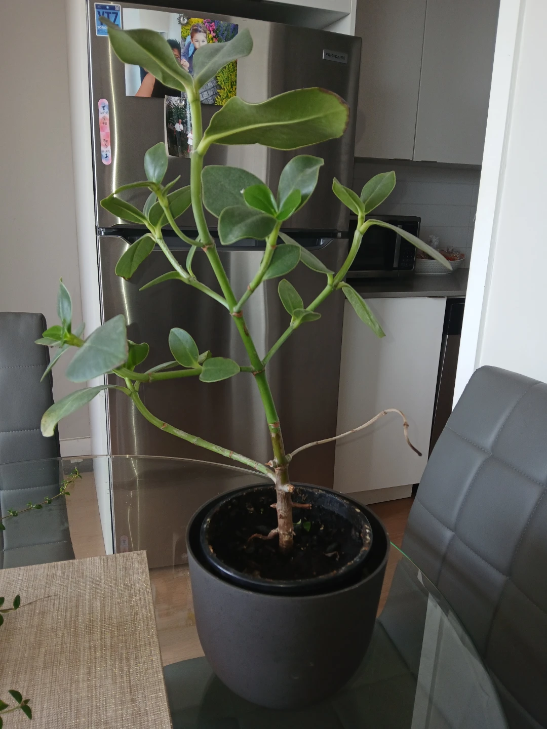 Set of 4 Indoor Plants – Healthy & Well Maintained