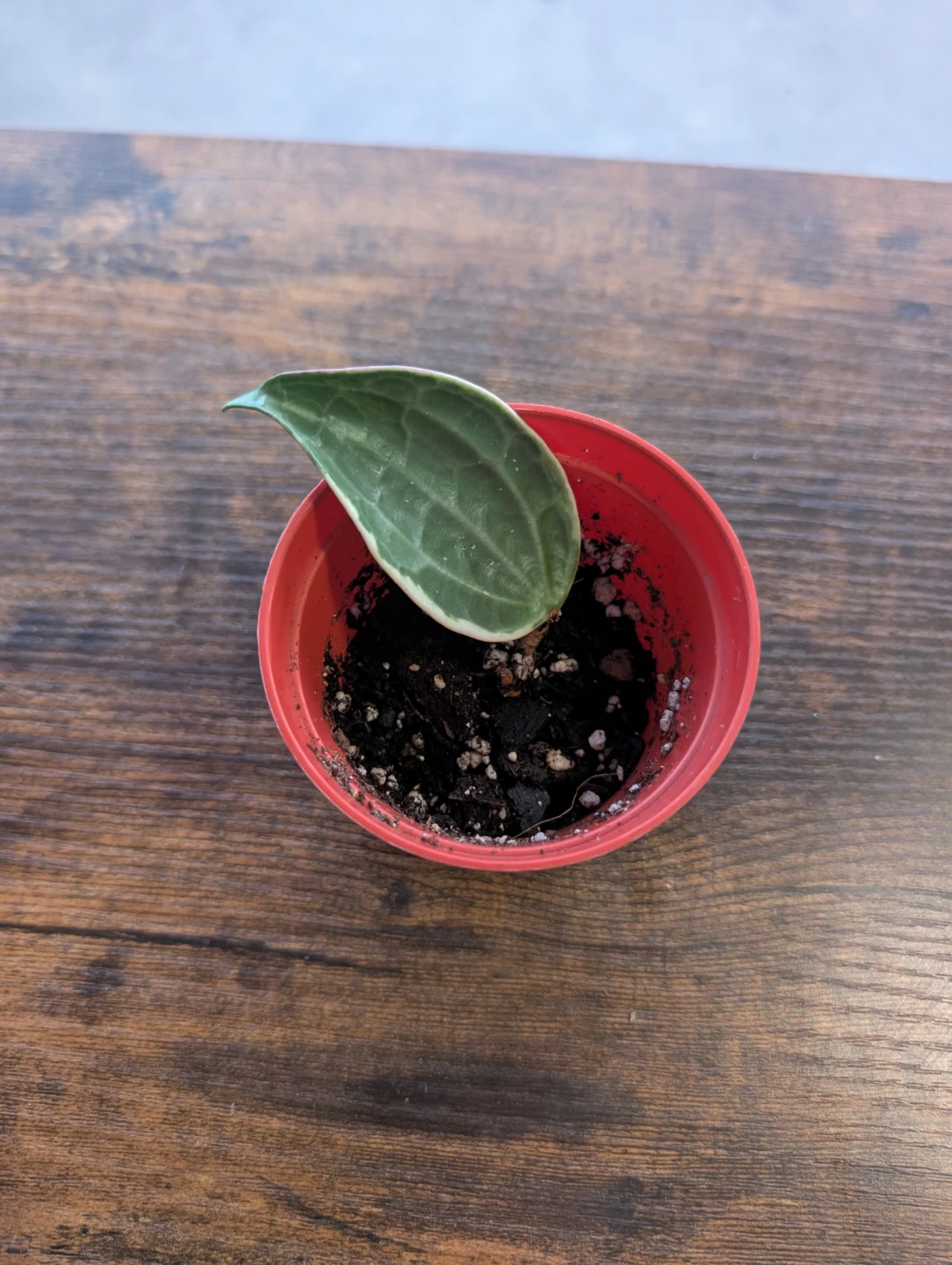 Hoya plants - photo 5