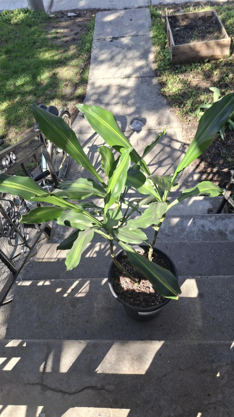 Corn Plant Dracaena - photo 2