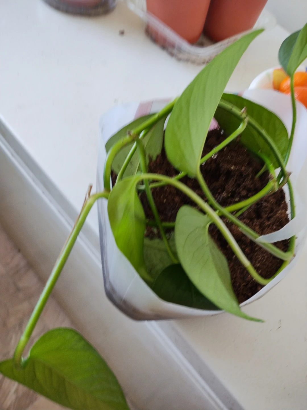 Pothos Plant Cutting