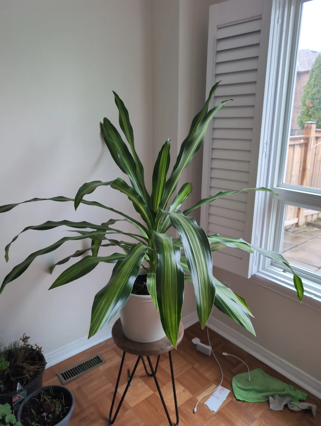 Dracaena Fragrans 'Lemon Surprise' Plant