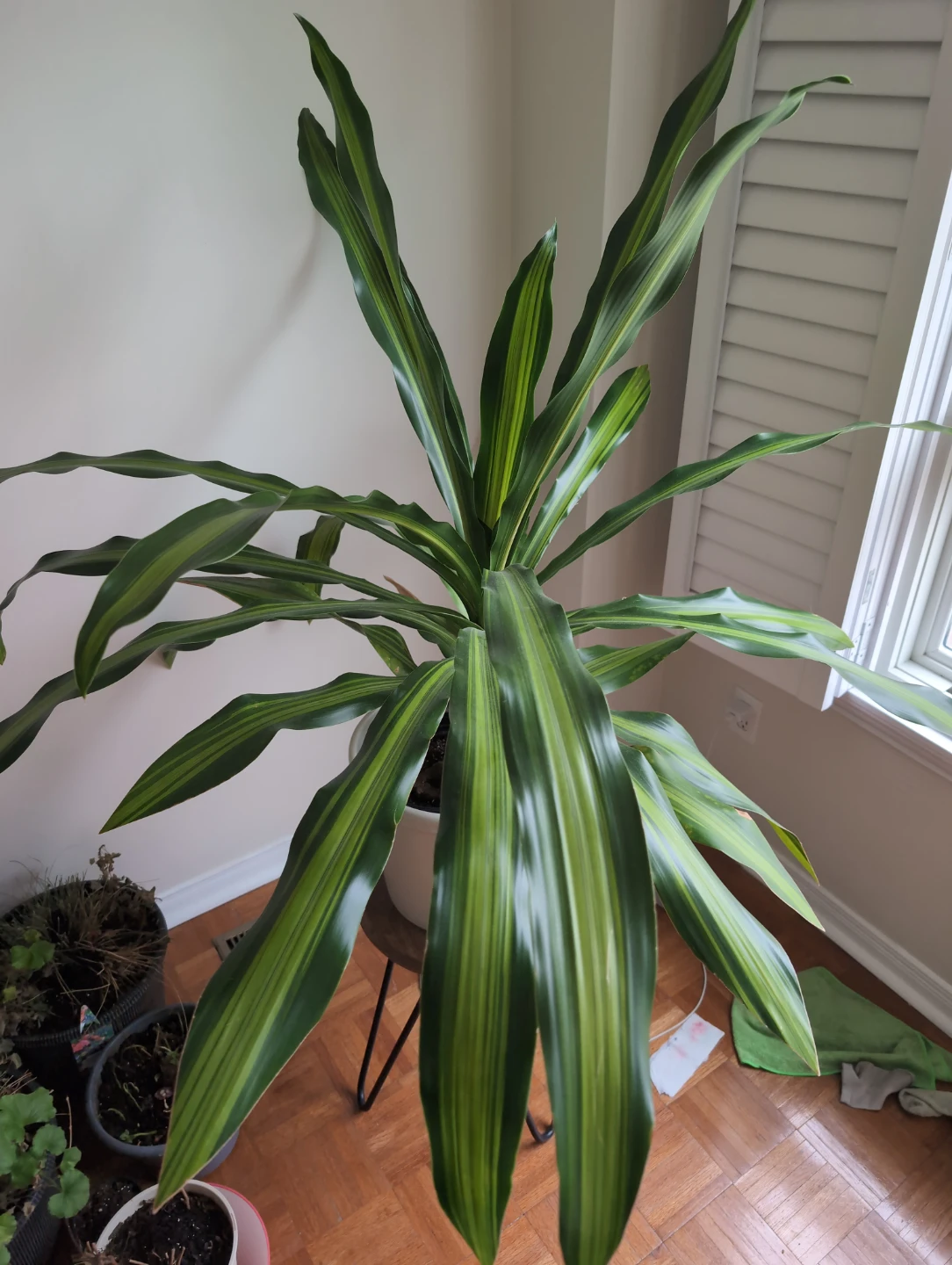 Dracaena Fragrans 'Lemon Surprise' Plant - photo 3
