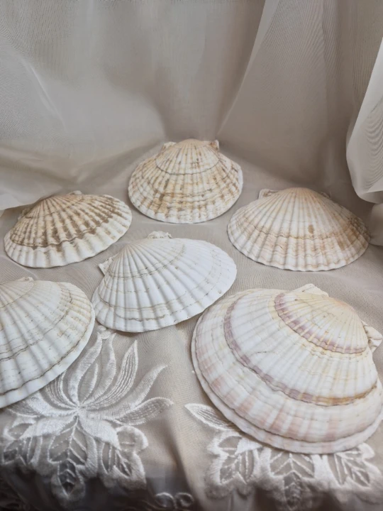 Set of 6 Vintage Scallop Sea Shells 5" x 4 1/2" - Japan