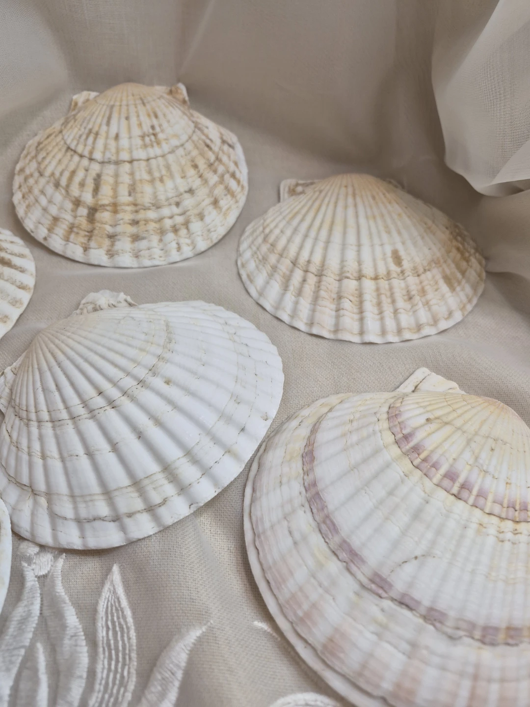 Set of 6 Vintage Scallop Sea Shells 5" x 4 1/2" - Japan - photo 2