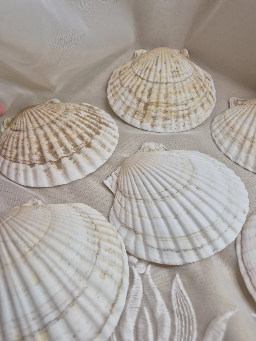 Set of 6 Vintage Scallop Sea Shells 5" x 4 1/2" - Japan - photo 3