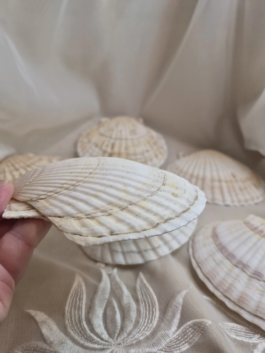 Set of 6 Vintage Scallop Sea Shells 5" x 4 1/2" - Japan - photo 4