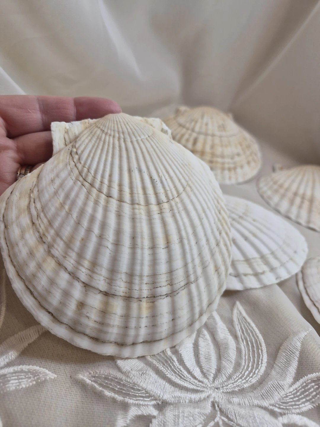 Set of 6 Vintage Scallop Sea Shells 5" x 4 1/2" - Japan - photo 5