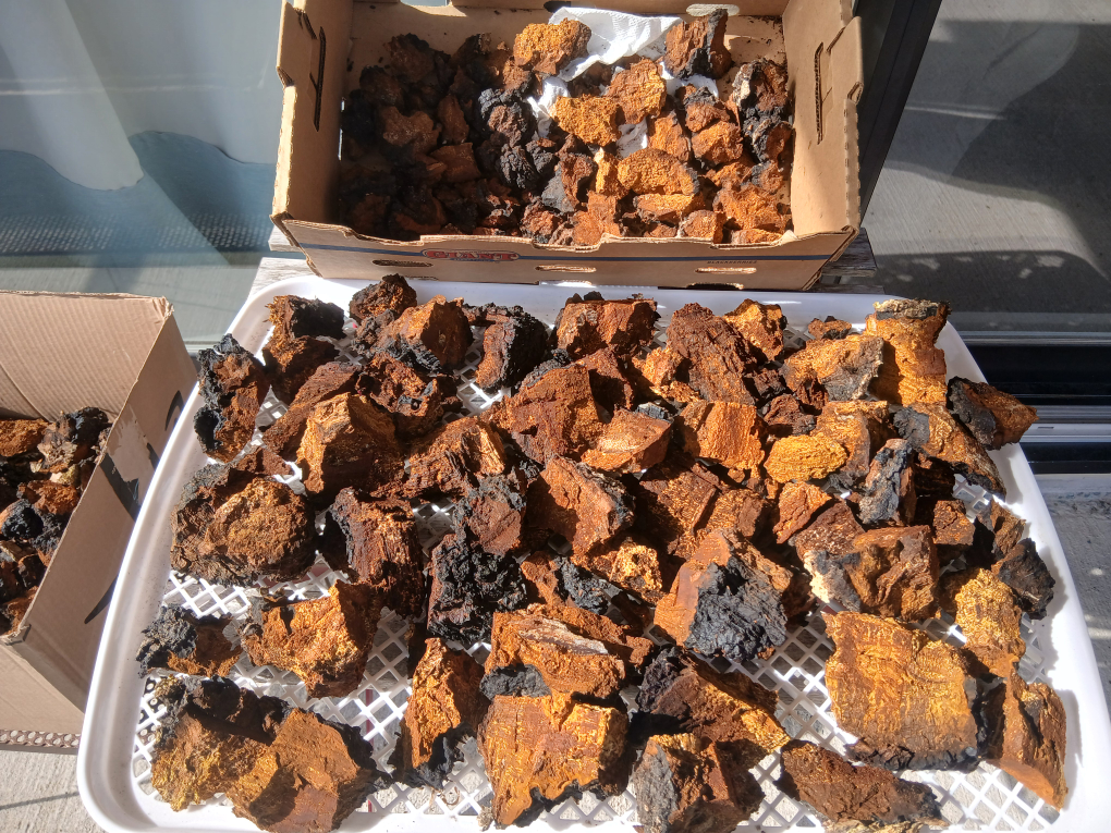 Chaga Mushroom Pieces - photo 2