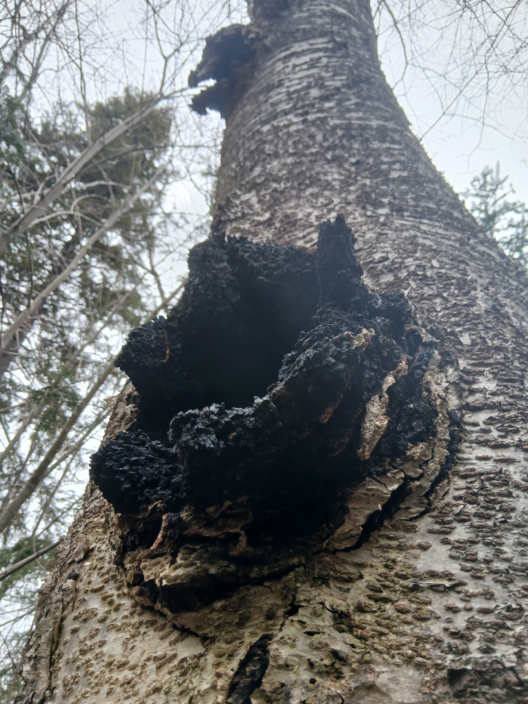 Chaga Mushroom Pieces - photo 4