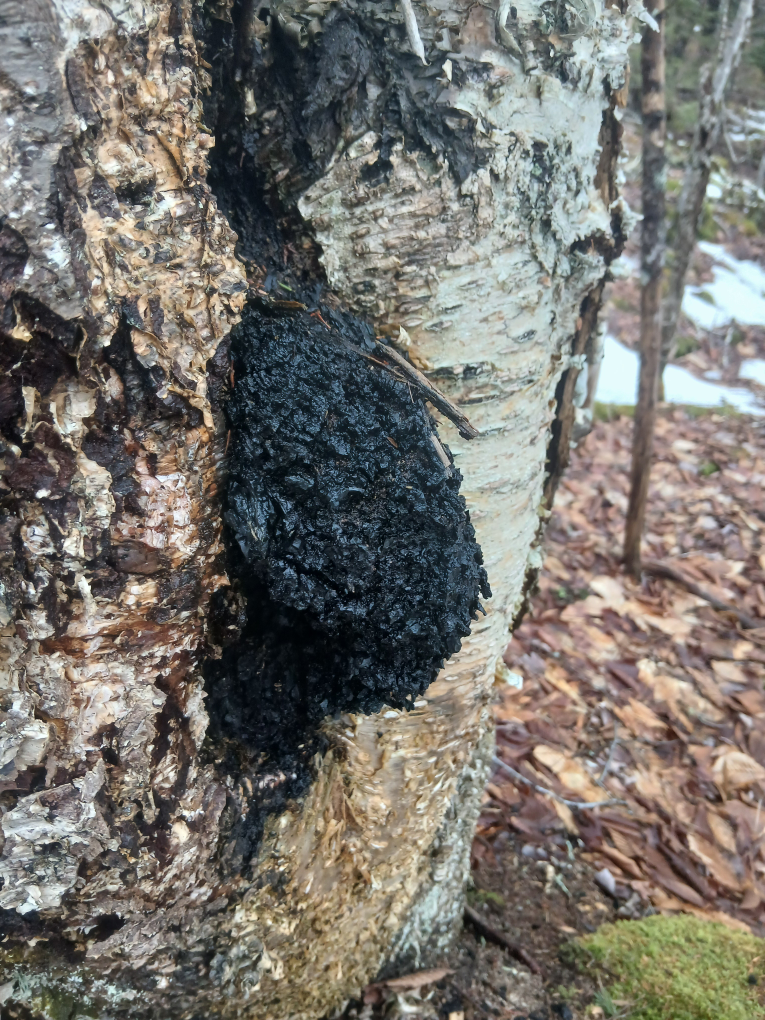 Chaga Mushroom Pieces - photo 5