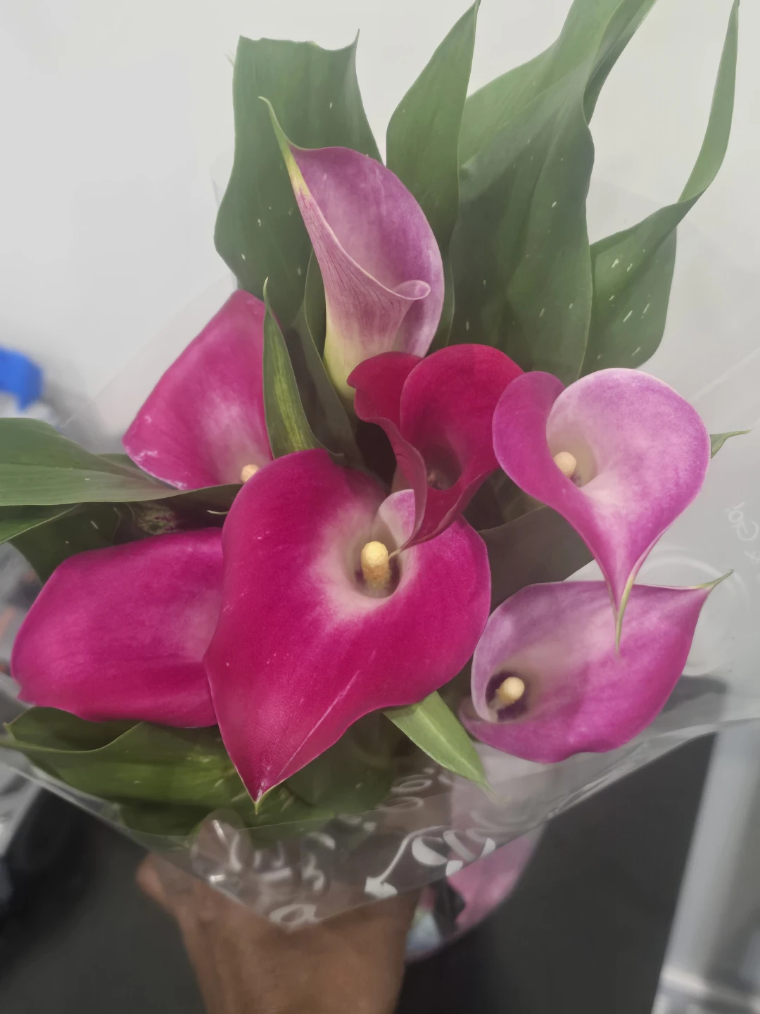 Calla Lily Plants - Assorted Colors - photo 2