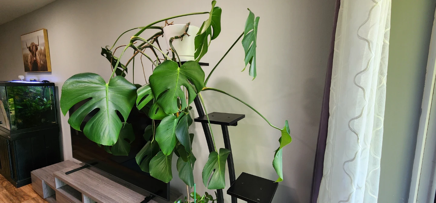 Monstera Deliciosa Houseplant