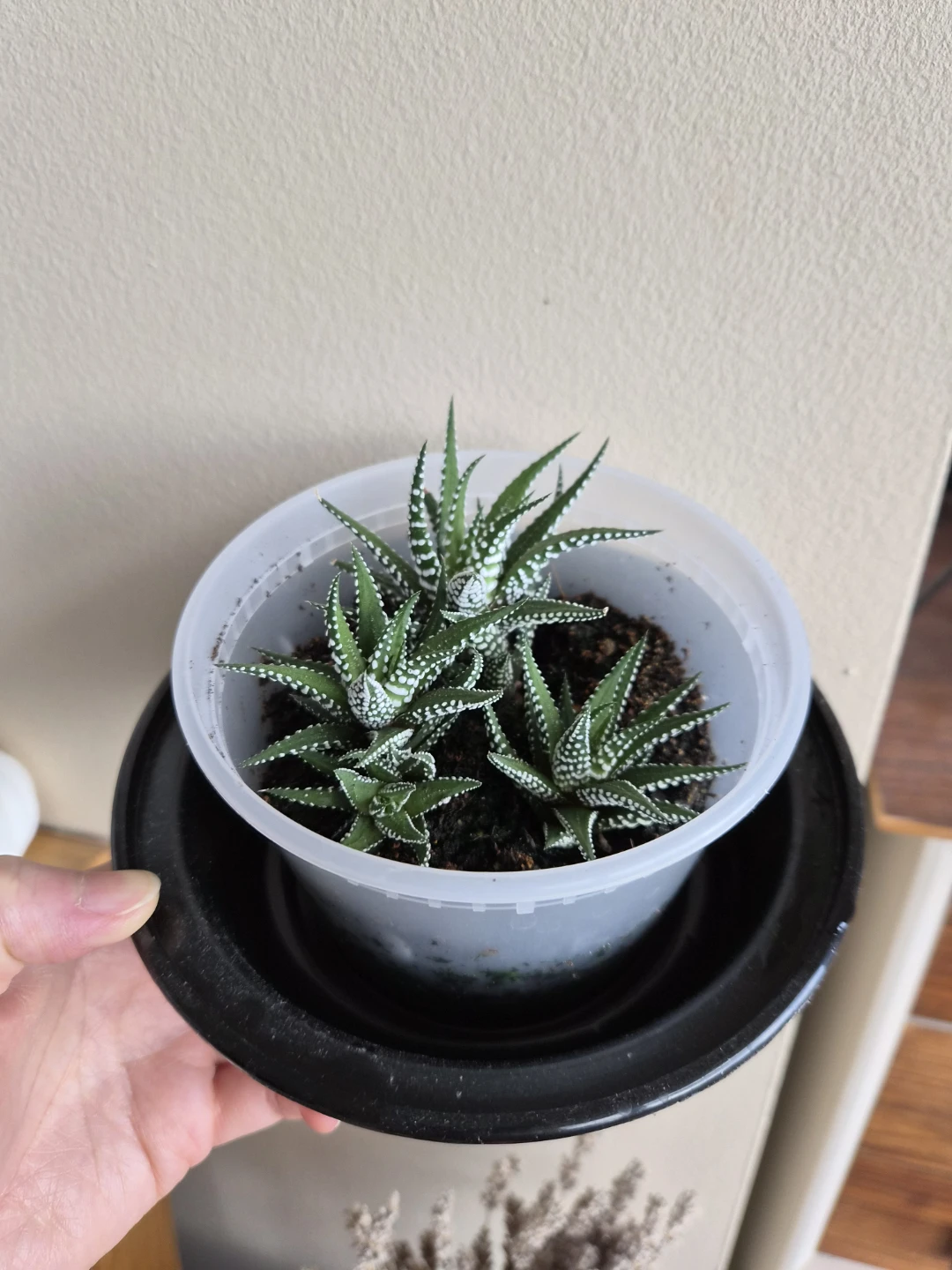 Haworthia Zebra Plant