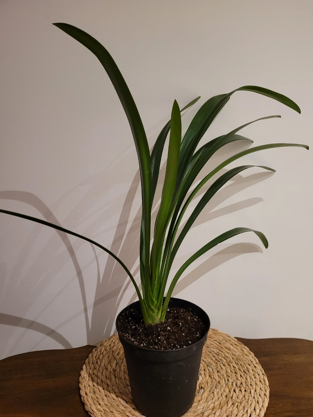 Potted Clivia Plant orange