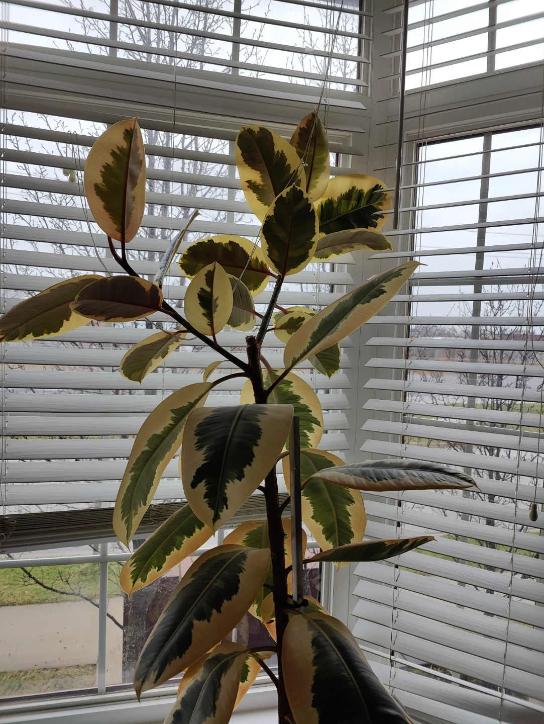 Rubber tree - photo 5