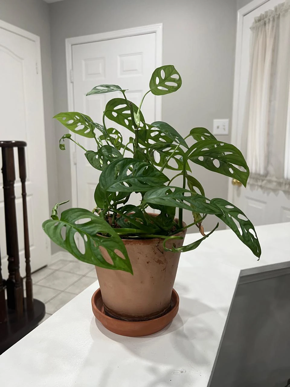 Monstera Adansonii Houseplant in Terracotta Pot