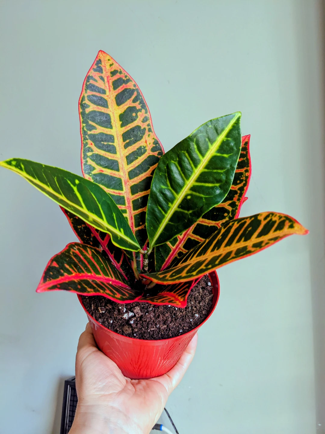 INDOOR / HOUSEPLANTS / TROPICAL PLANTS - photo 2