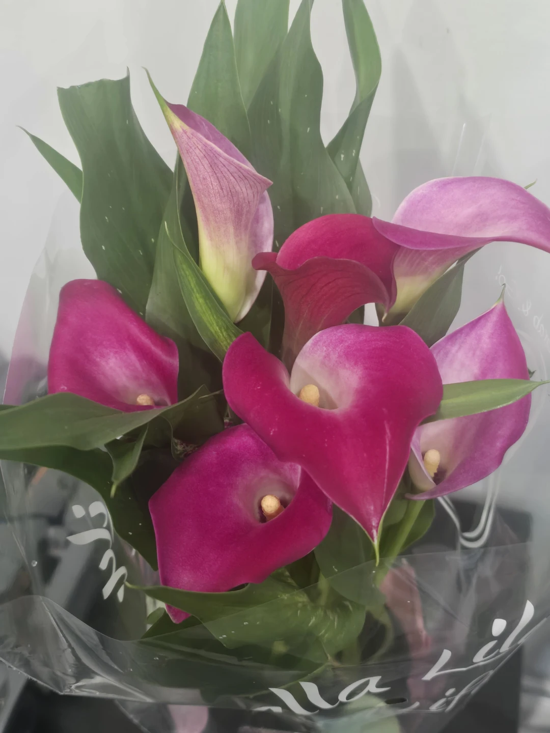 Calla Lily Plants - Assorted Colors