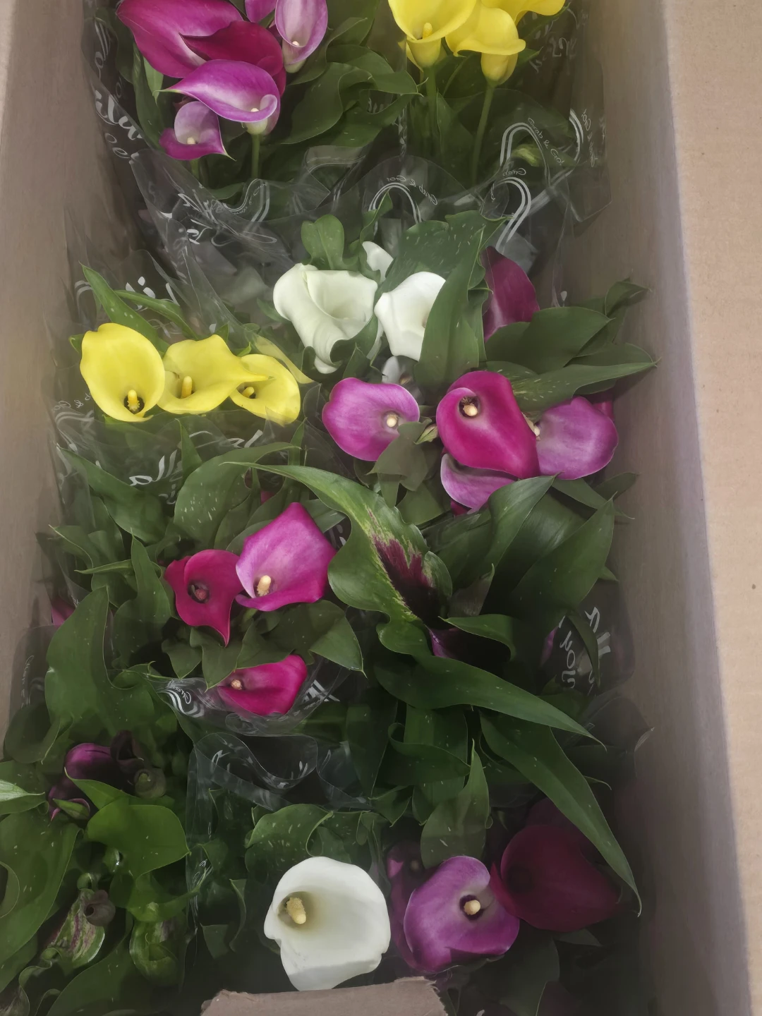 Calla Lily Plants - Assorted Colors - photo 3