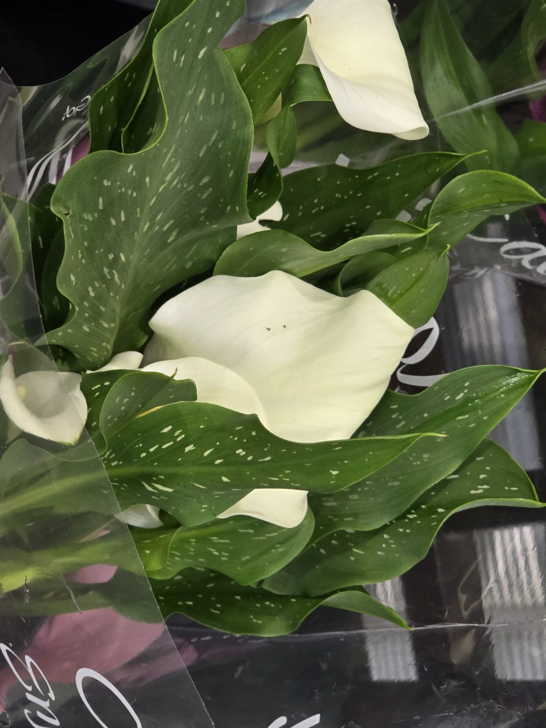 Calla Lily Plants - Assorted Colors - photo 4