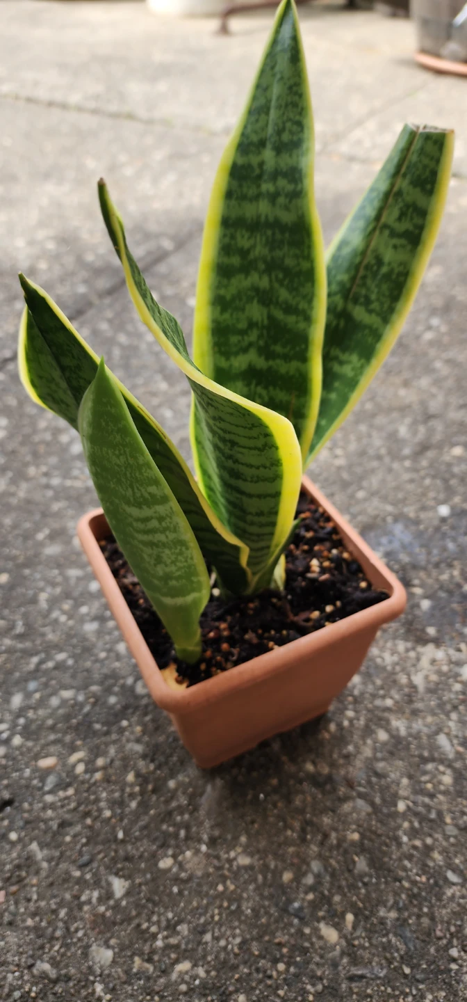 Snake Plant - photo 2