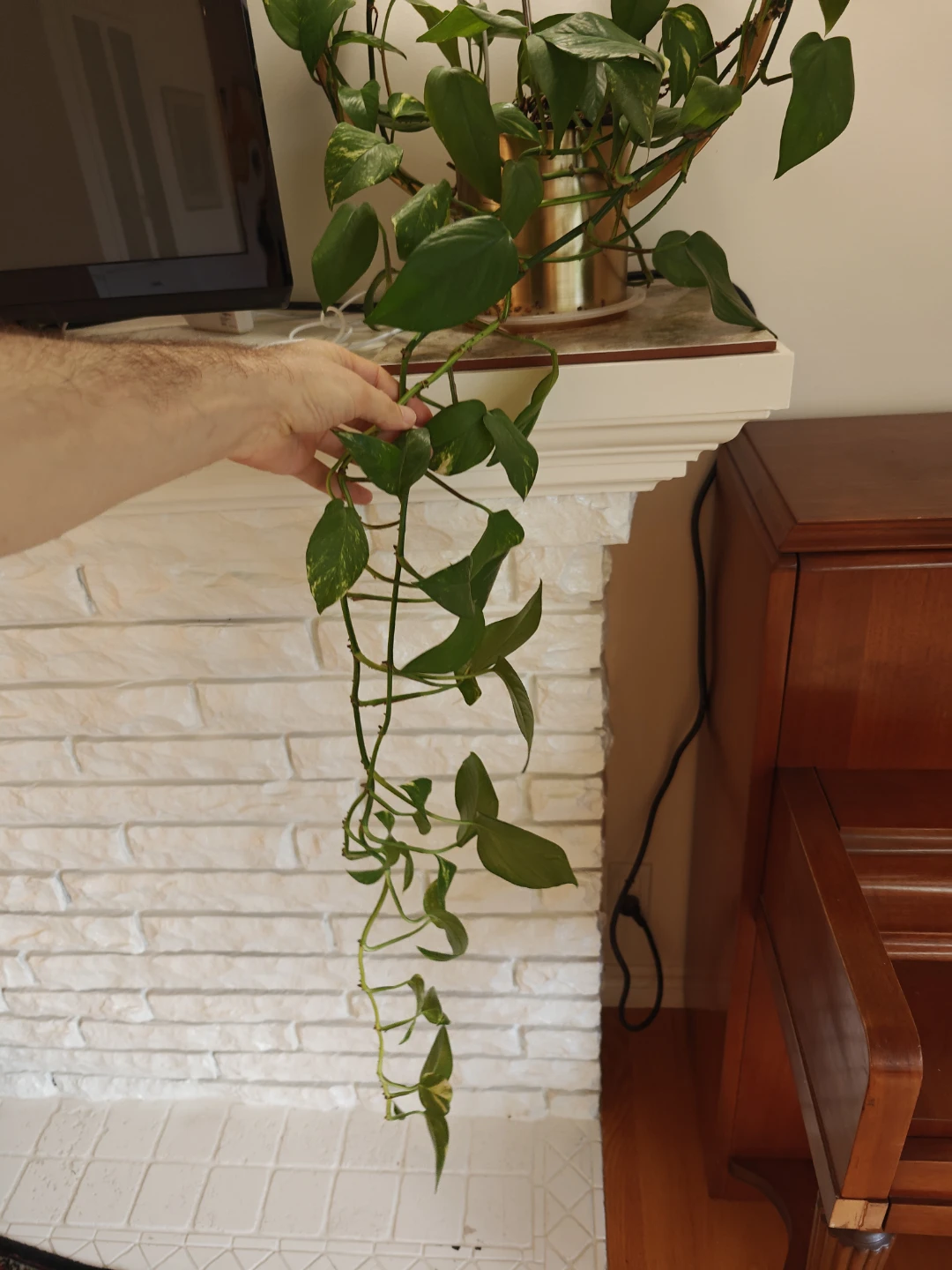 Pothos Plant - photo 2