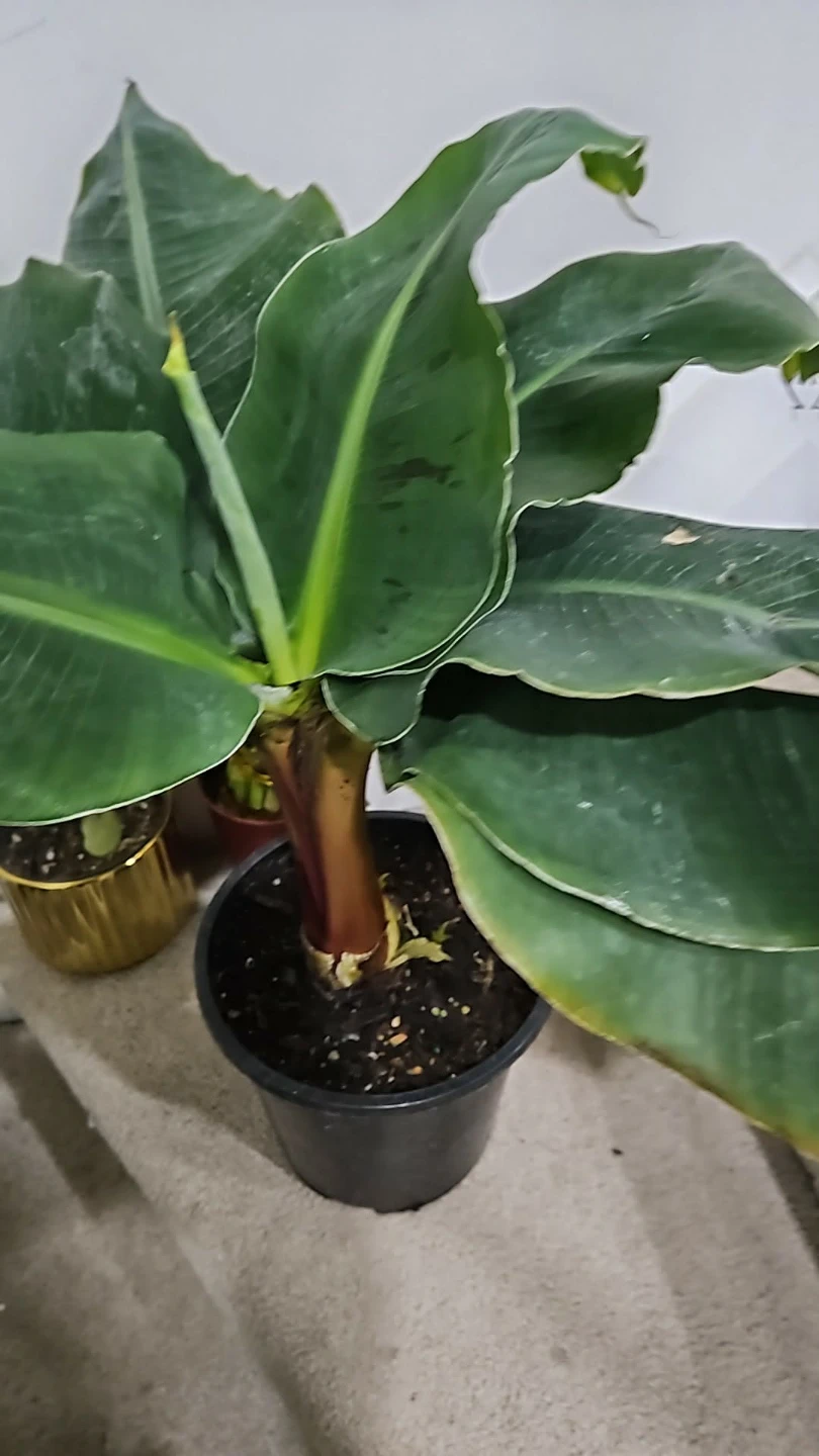 Banana Plant