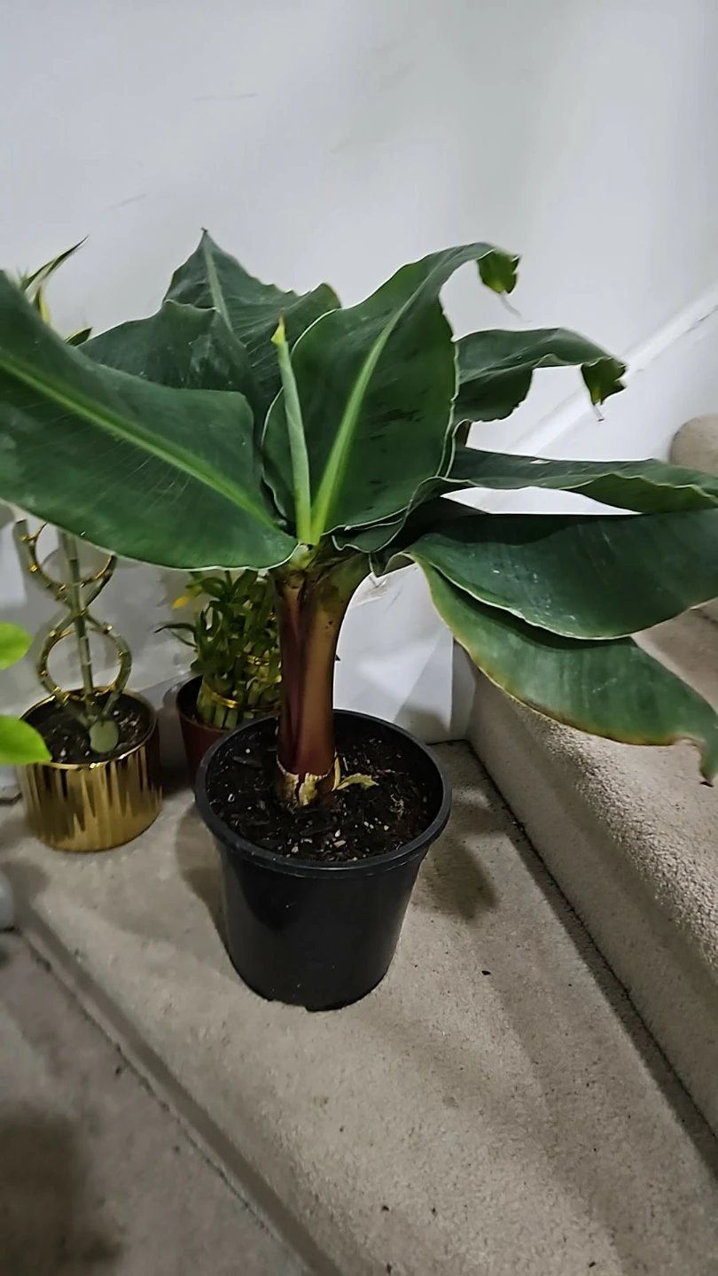 Banana Plant - photo 2