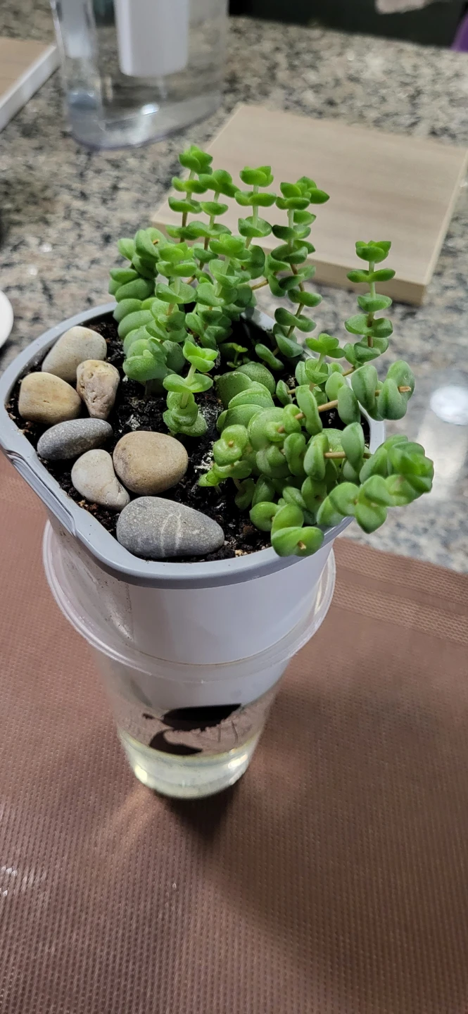 Crassula perforata - photo 4