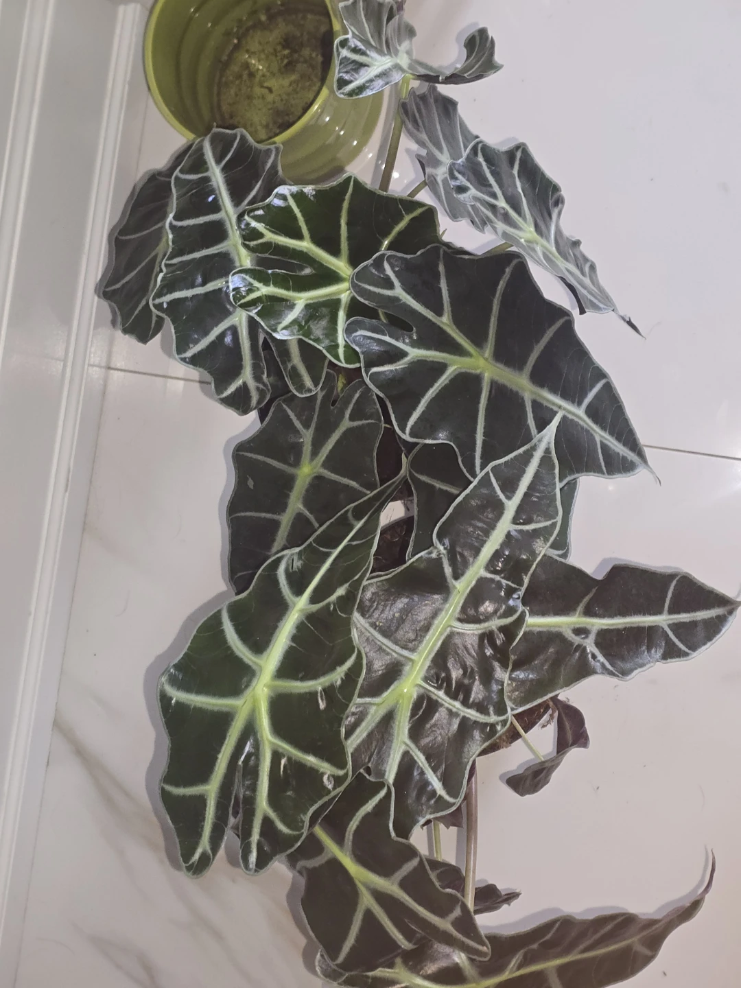 Alocasia Polly African Mask Plant.double plant pot