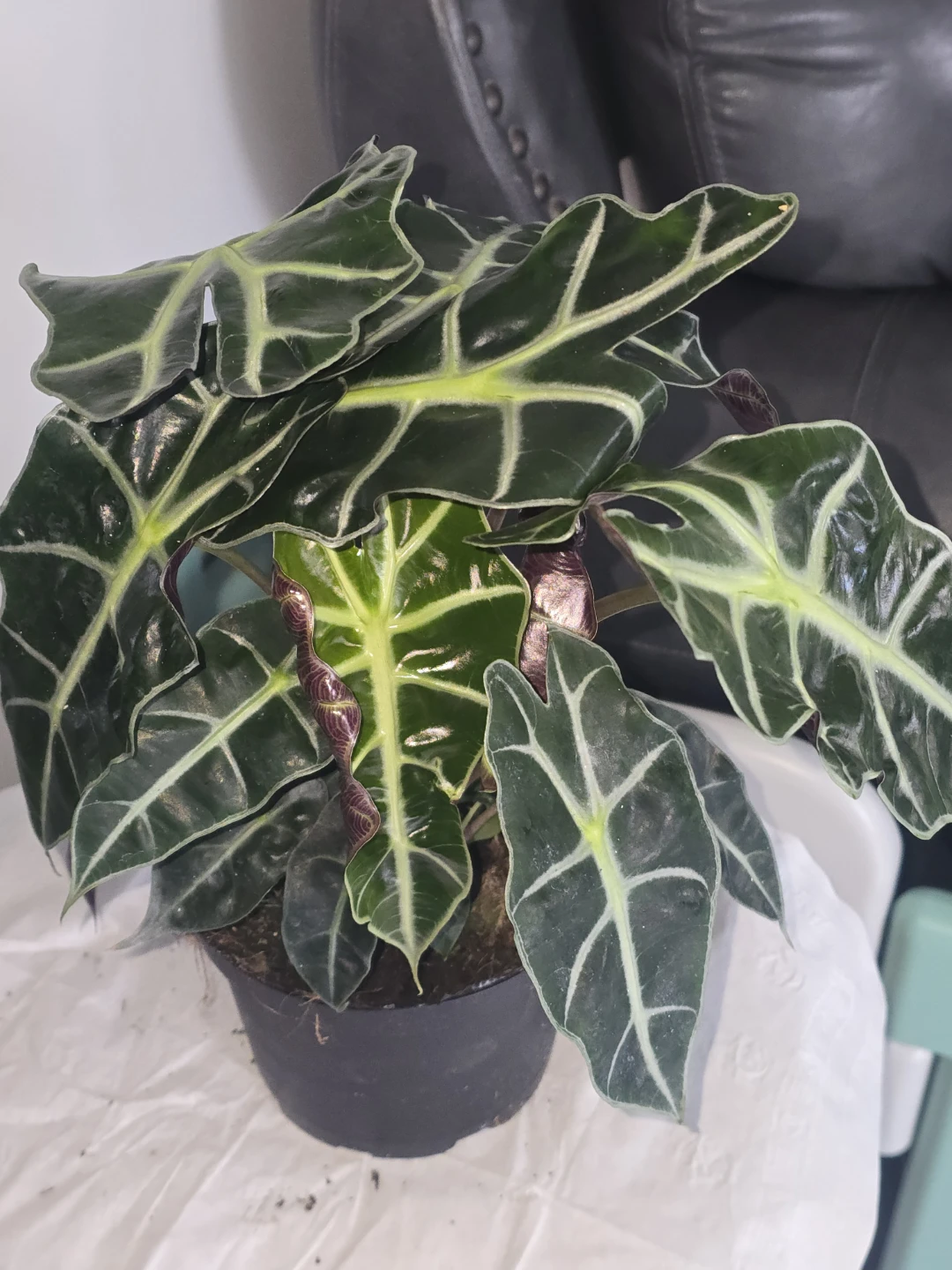Alocasia Polly African Mask Plant.double plant pot - photo 2