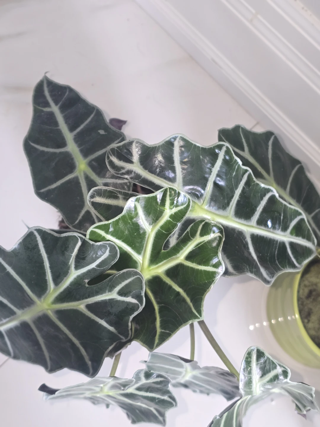 Alocasia Polly African Mask Plant.double plant pot - photo 3