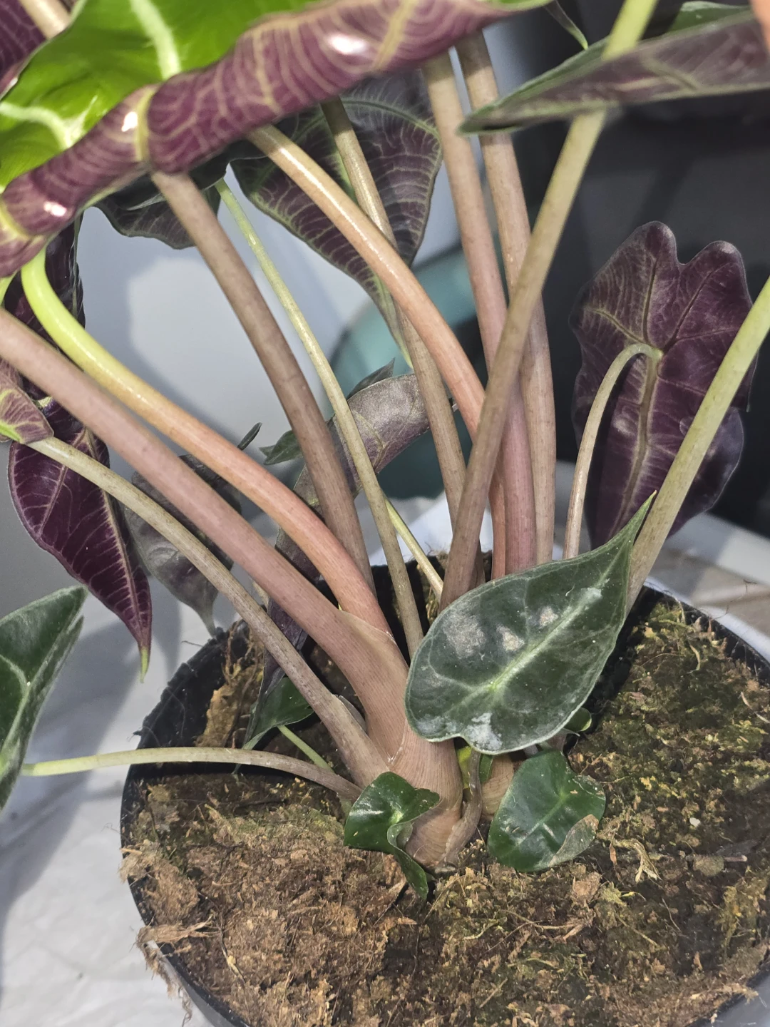 Alocasia Polly African Mask Plant.double plant pot - photo 4
