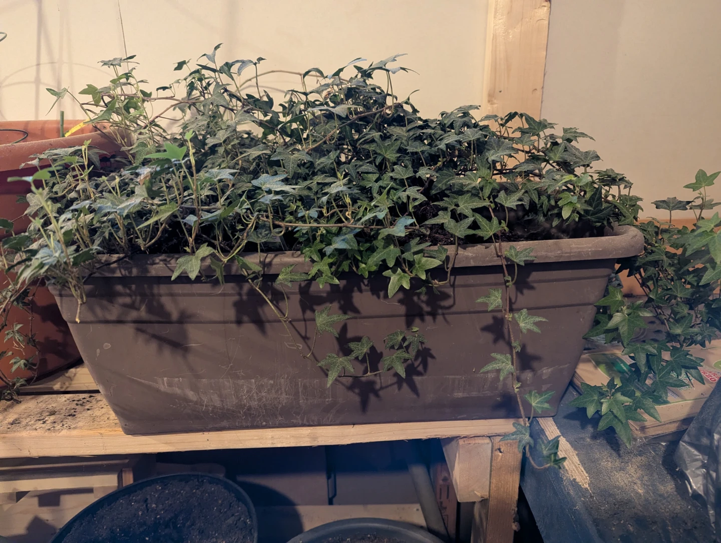 English ivy vines in planter