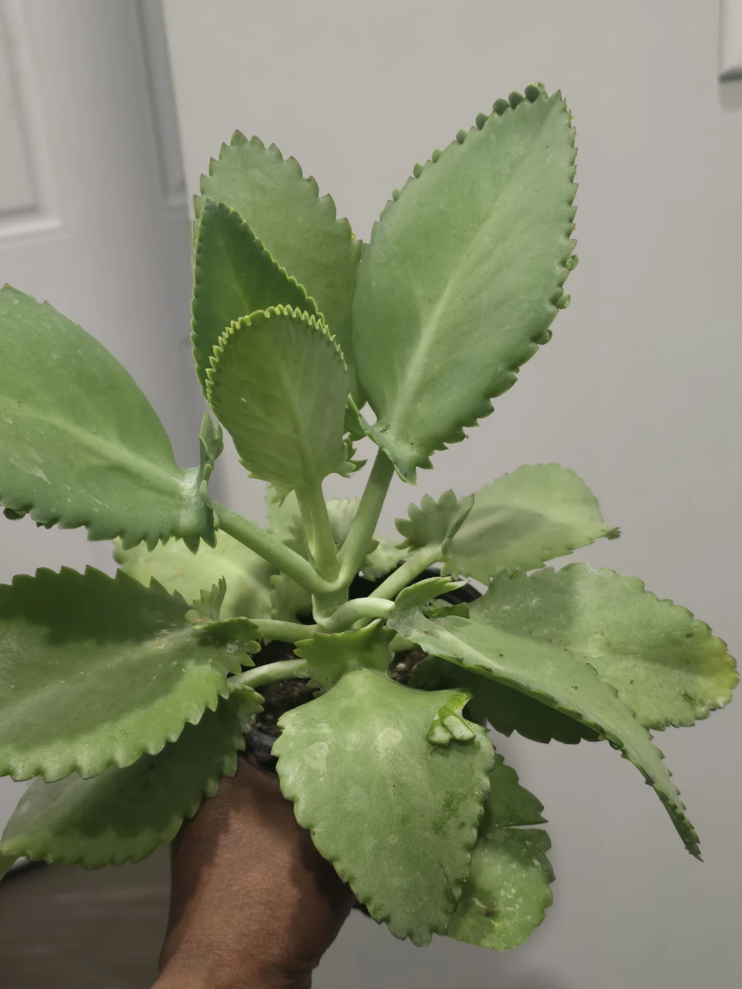 Mother of Thousands Plant - photo 2