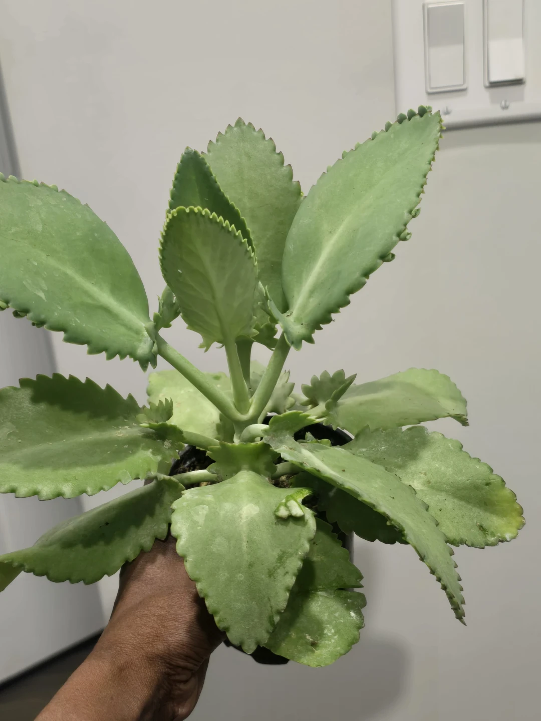 Mother of Thousands Plant - photo 3