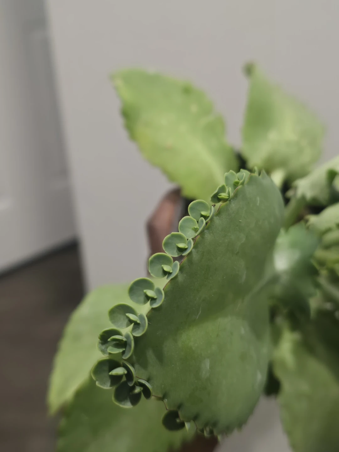 Mother of Thousands Plant - photo 4
