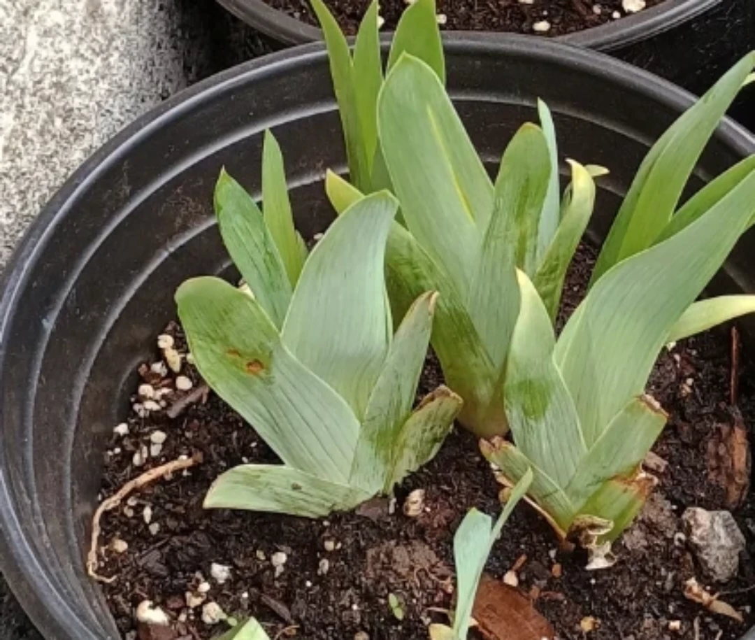 Young Iris Plants in Pot