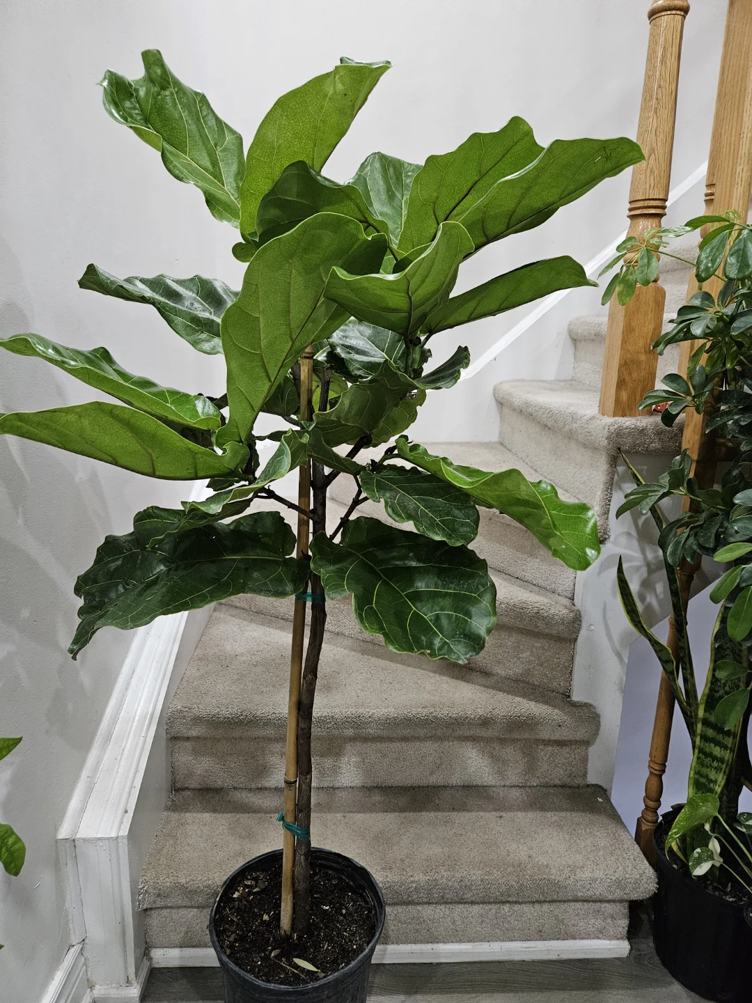 Fiddle Leaf Fig Plant