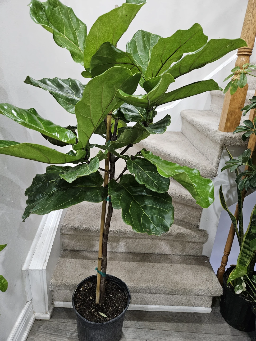 Fiddle Leaf Fig Plant - photo 2