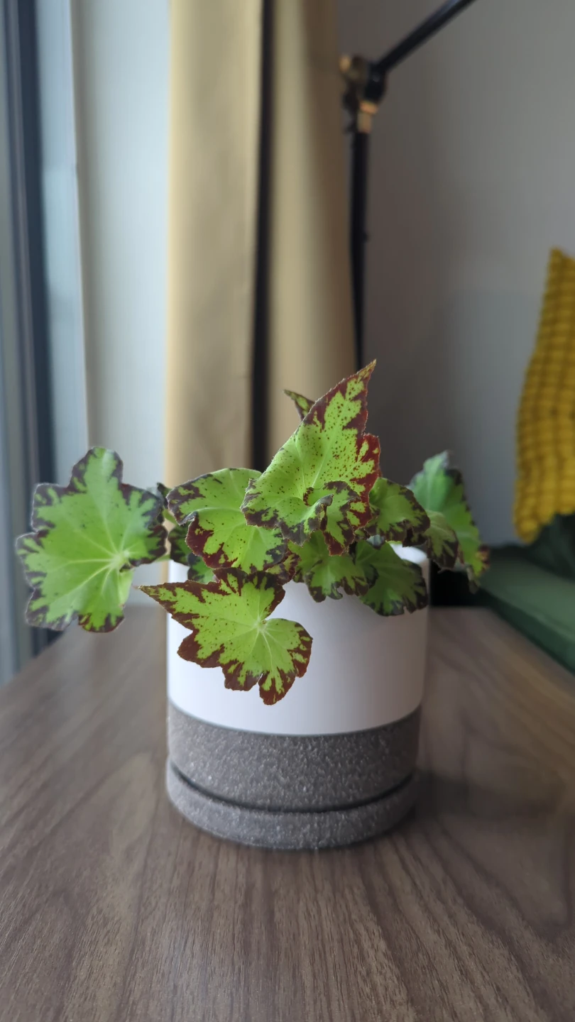Begonia Plant in White and Grey Pot