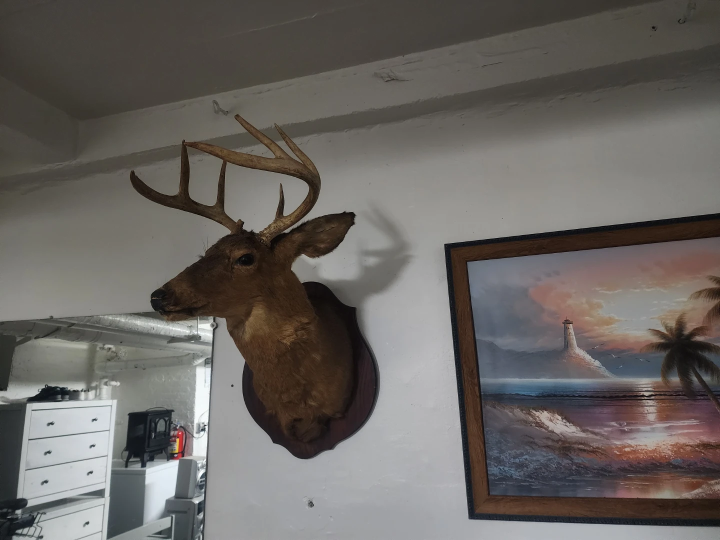 Taxidermy Deer Mount