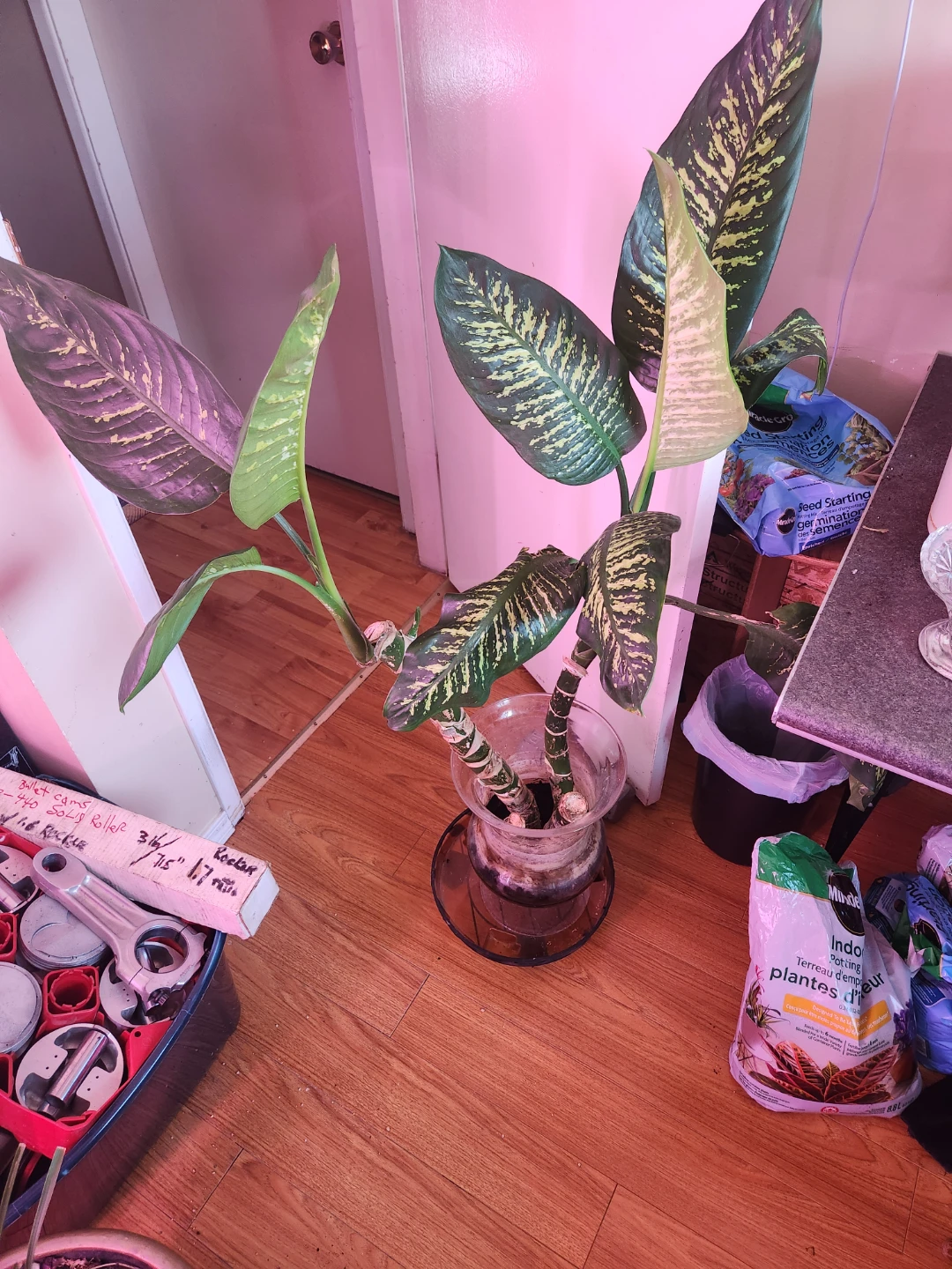 Dieffenbachia Plant 25 each no pot comes with them