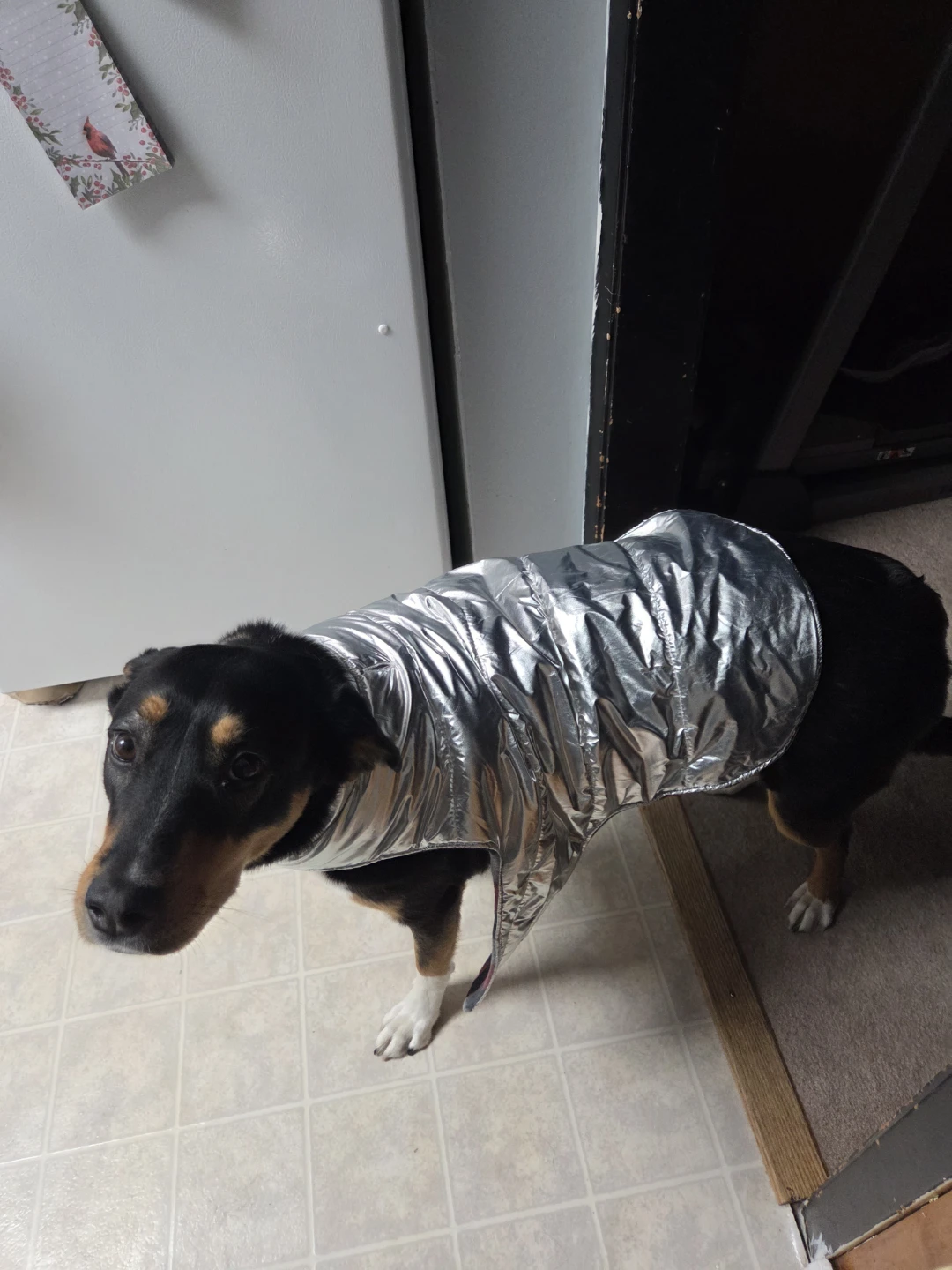 Dog jacket Bundle - photo 3