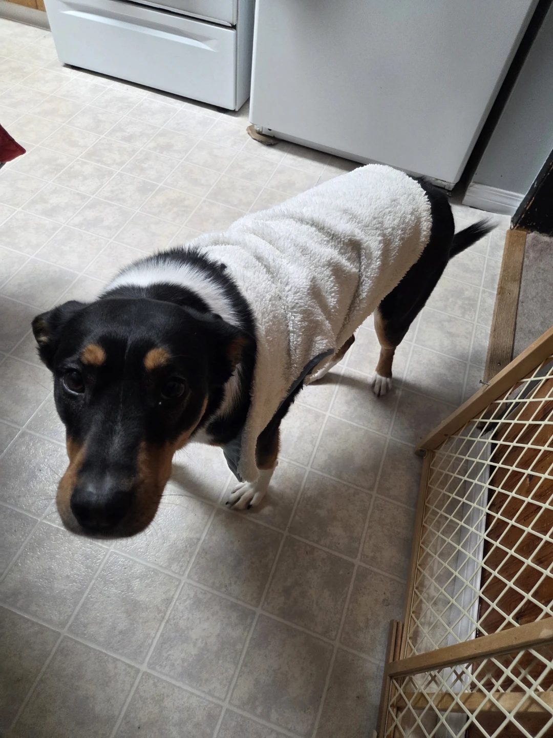 Dog jacket Bundle - photo 4