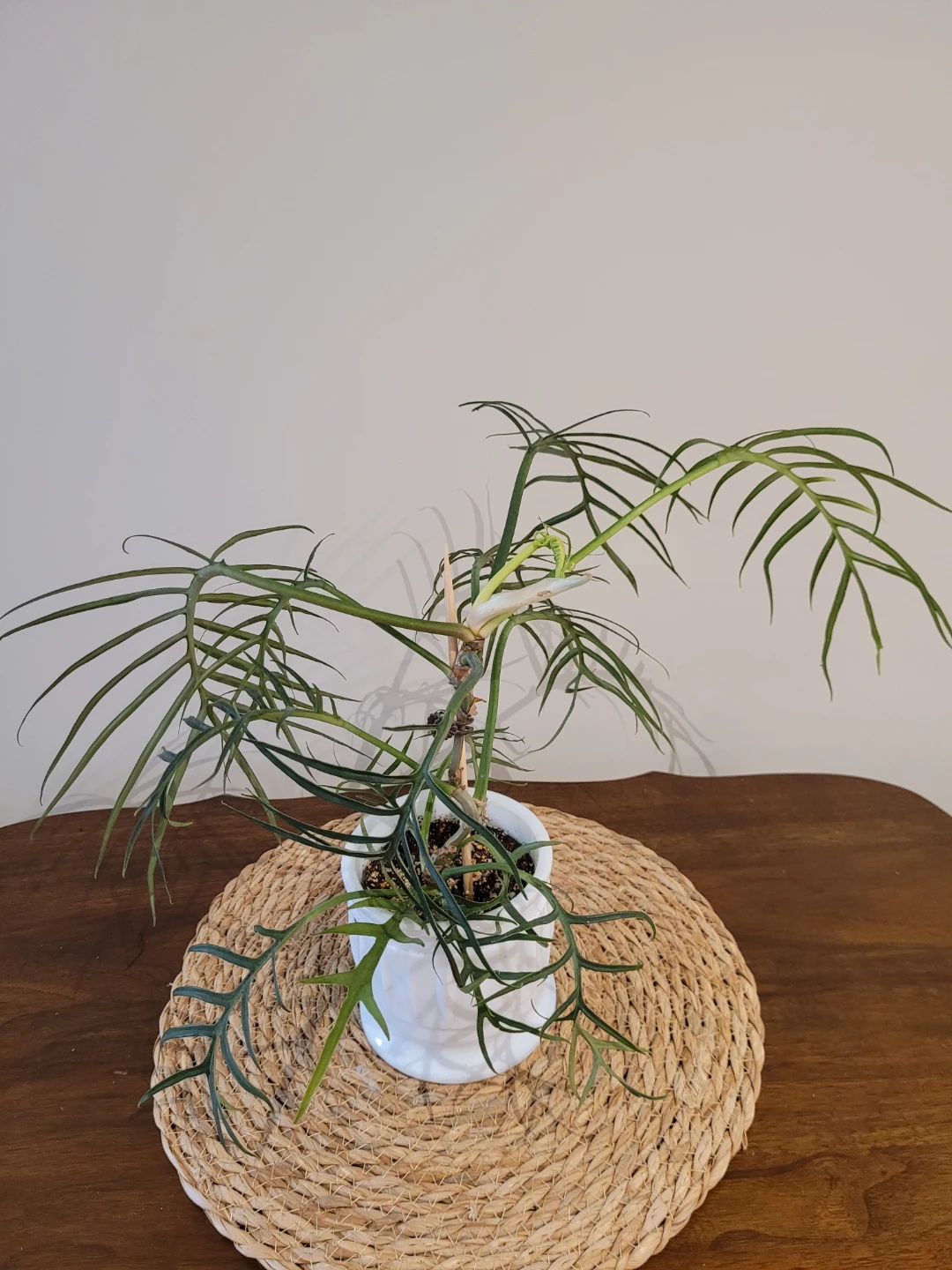 Philodendron  tortum plant