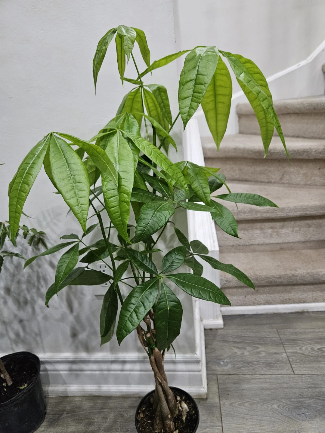 Money Tree Plant in 6"pot