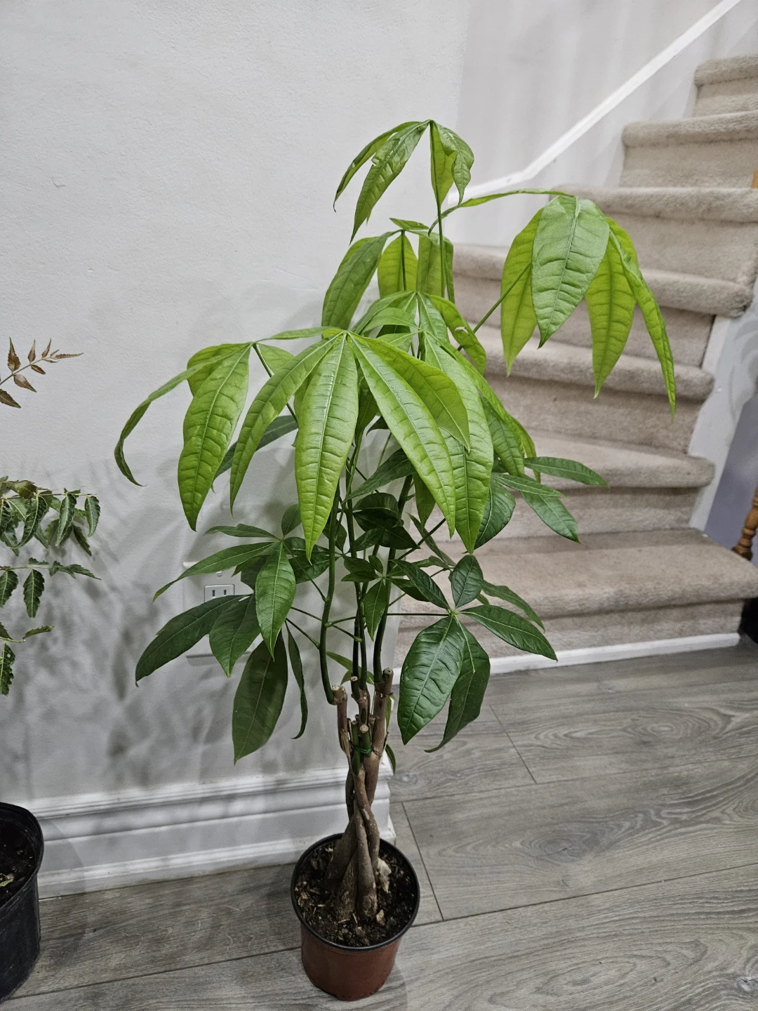 Money Tree Plant in 6"pot - photo 2